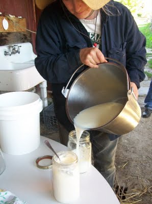 family cow workshop -making yogurt