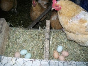 chickens in nestbox