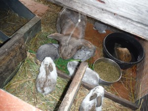 Rabbit doe and kits at 3 weeks