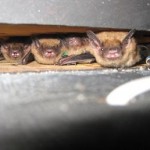 fledgling bats