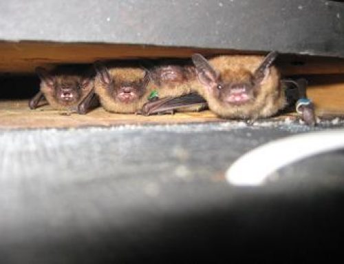 OSLSS Bat Houses for Bug Zappers